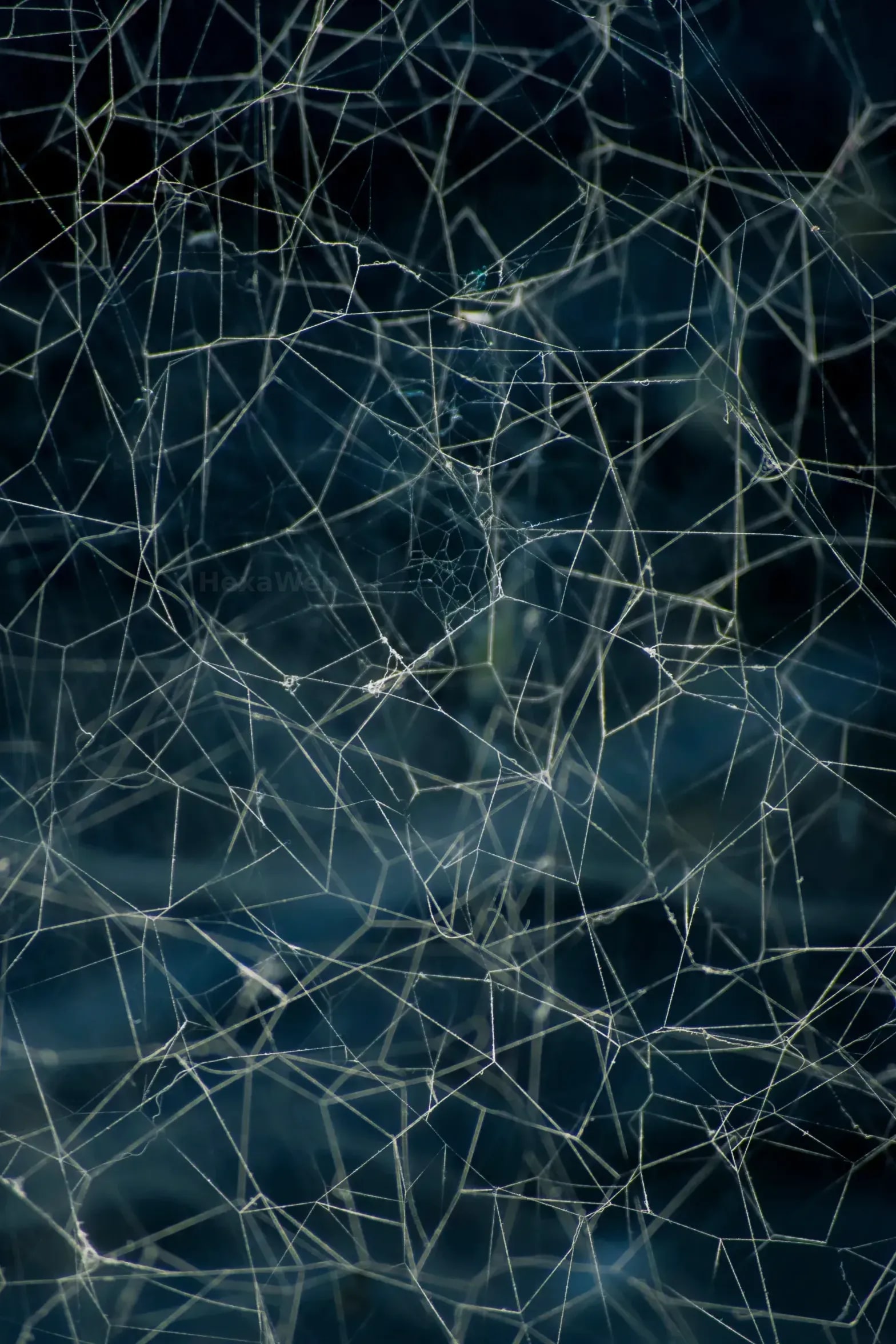 HexaWeb